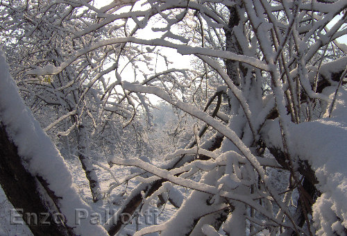 GENNAIO: Nevicata nel bosco