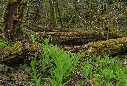 APRILE: germogli nel bosco