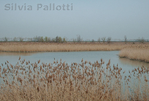 Maggio: delta del Po