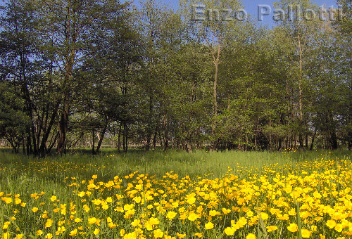Giugno: ranuncoli