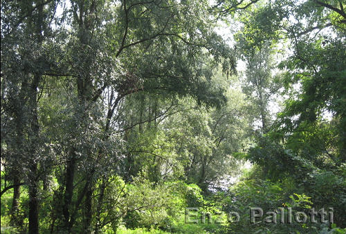 Settembre: fogliame