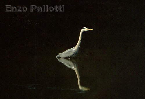 Airone cinerino