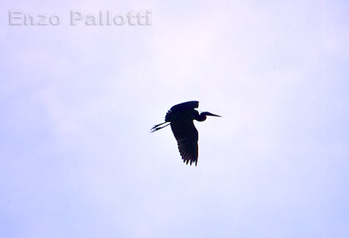 airone cinerino in volo
