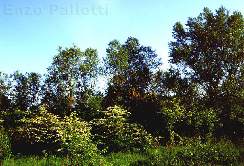 la stratificazione nel bosco