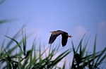 airone rosso in volo