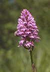 orchidea piramidale