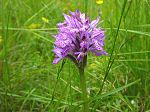 orchis tridentata